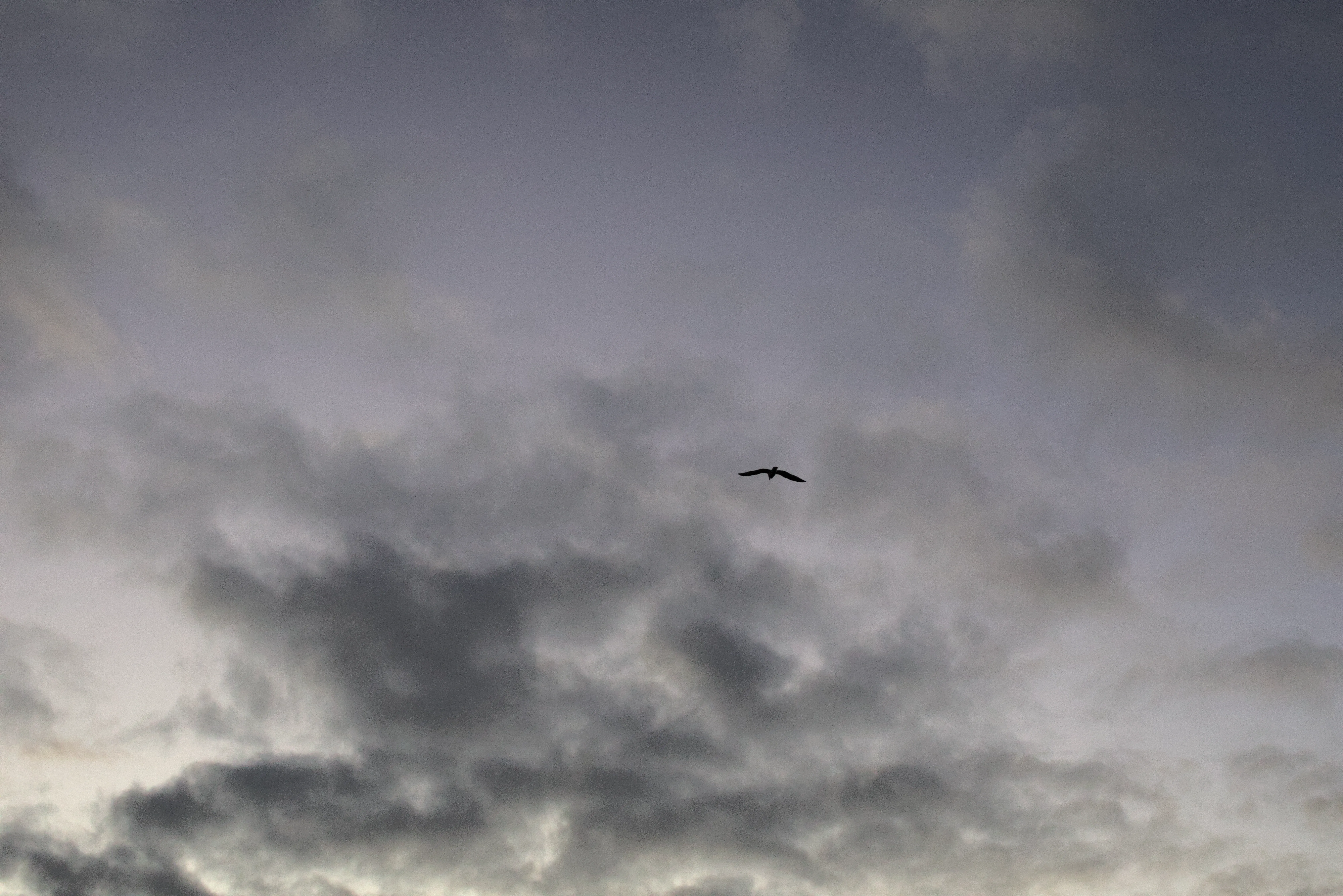 A lone bird flys into dark clouds of sunset