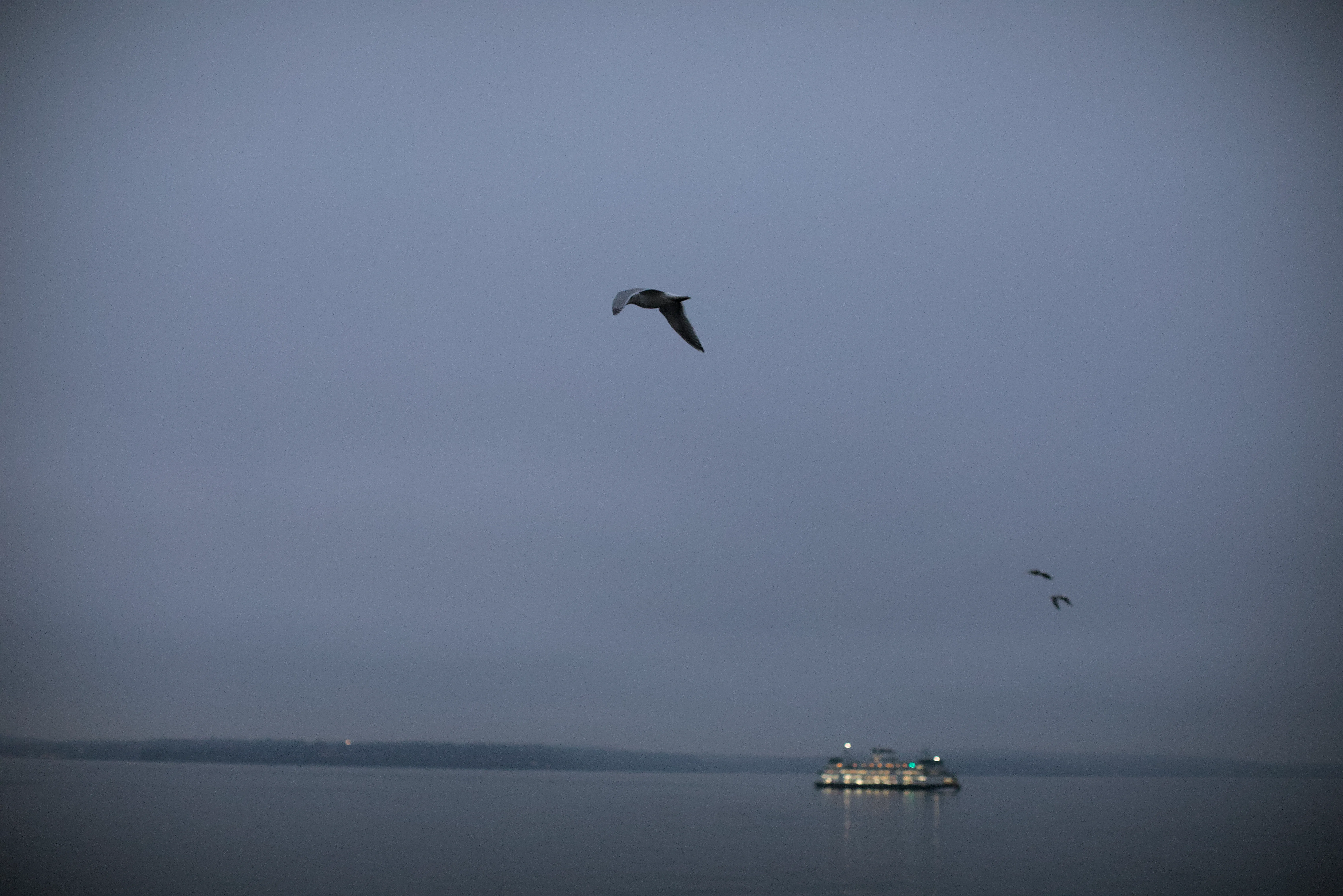 Several Birds fly over a view of The Sound, with a ferry in the background