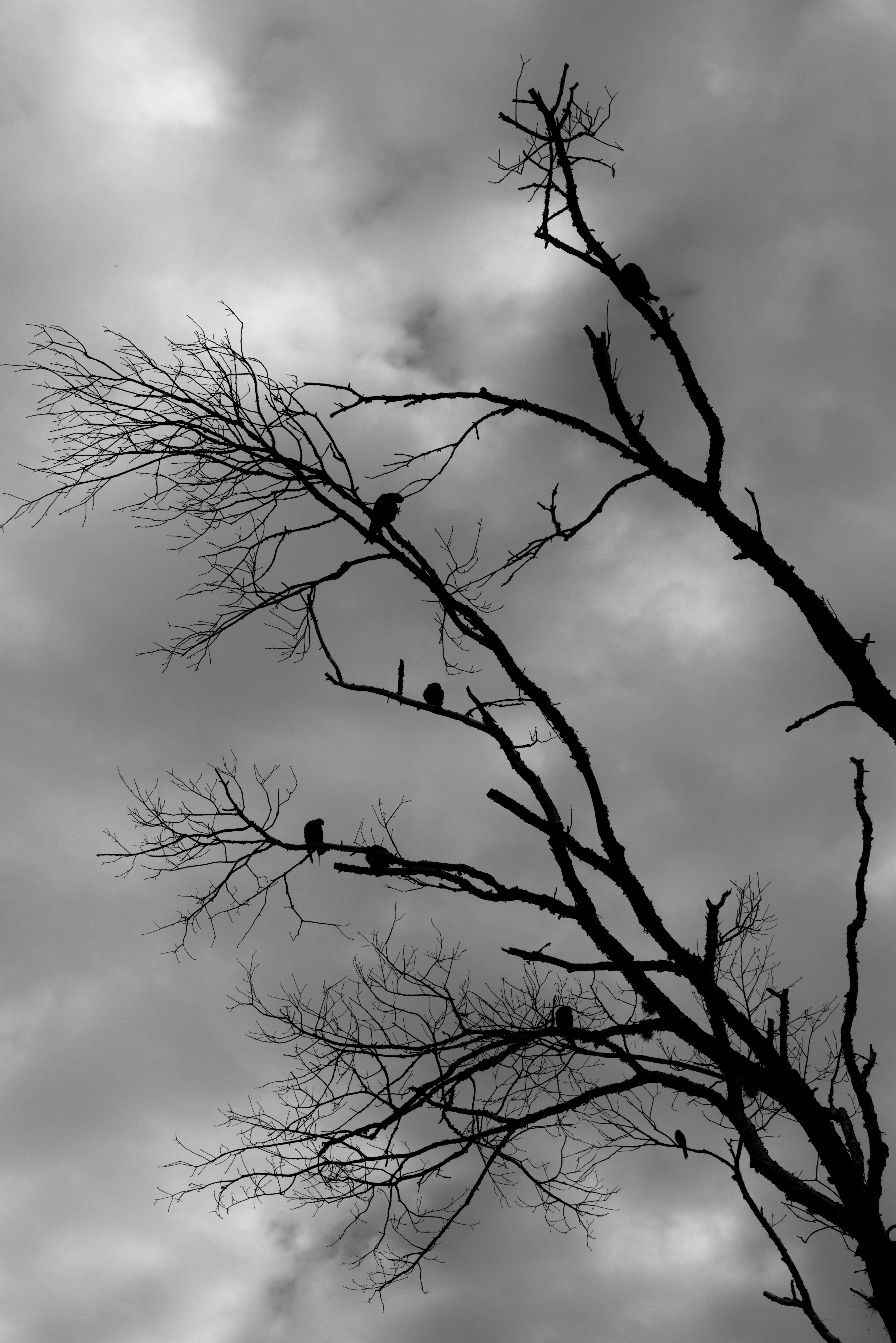A flock of birds sit silhouetted in a barren tree