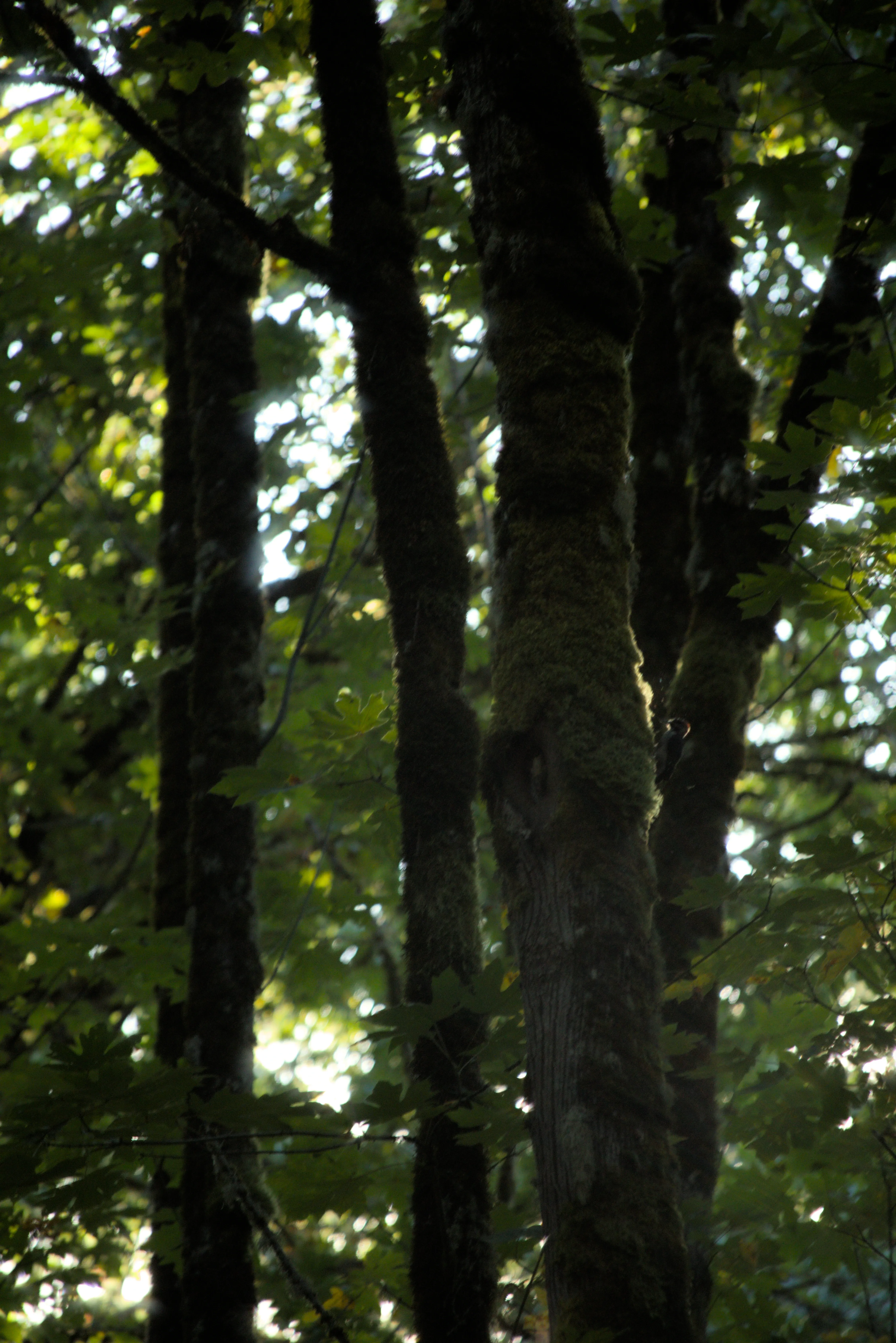Woodpecker hitting a tree
