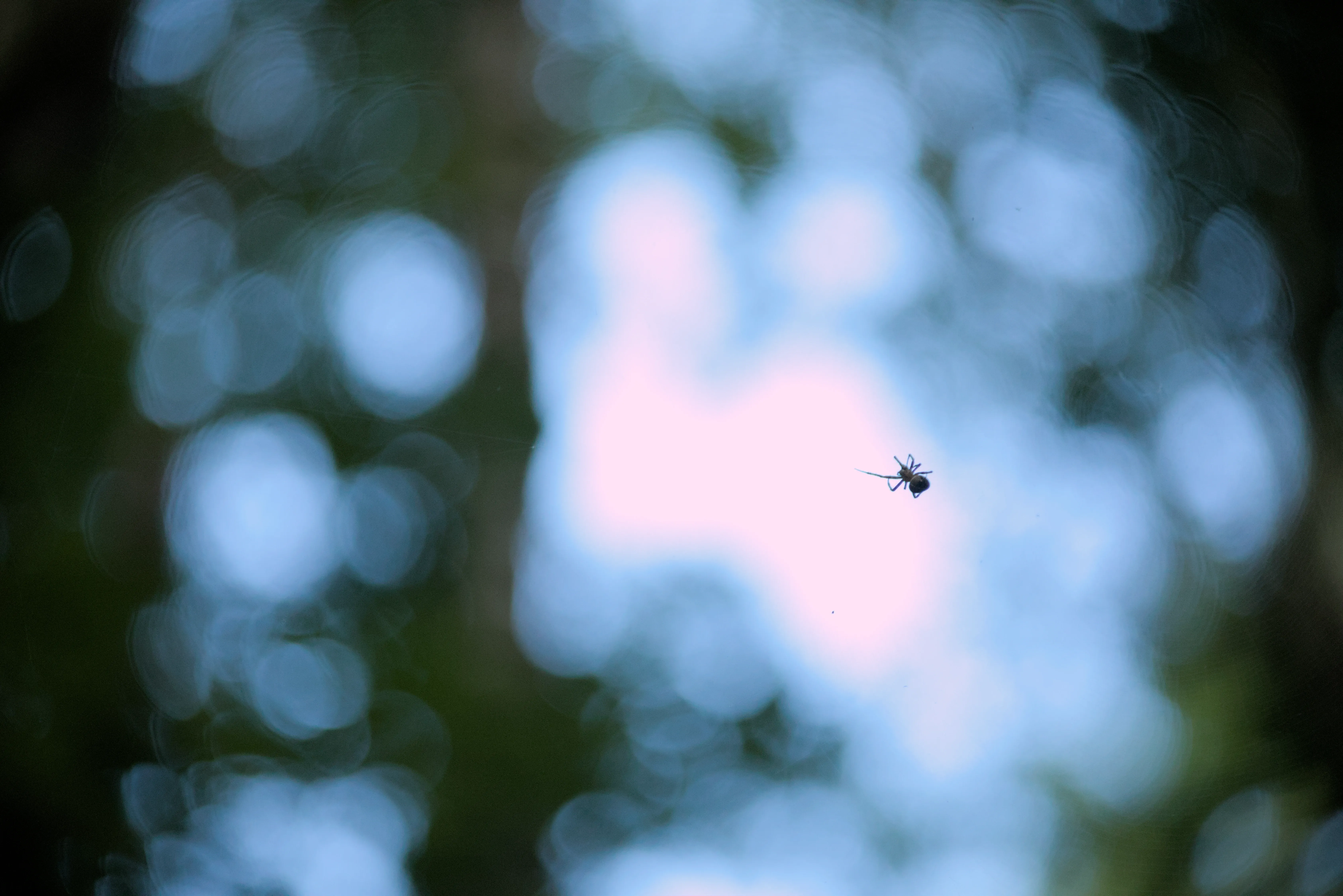 Spider walking along its web