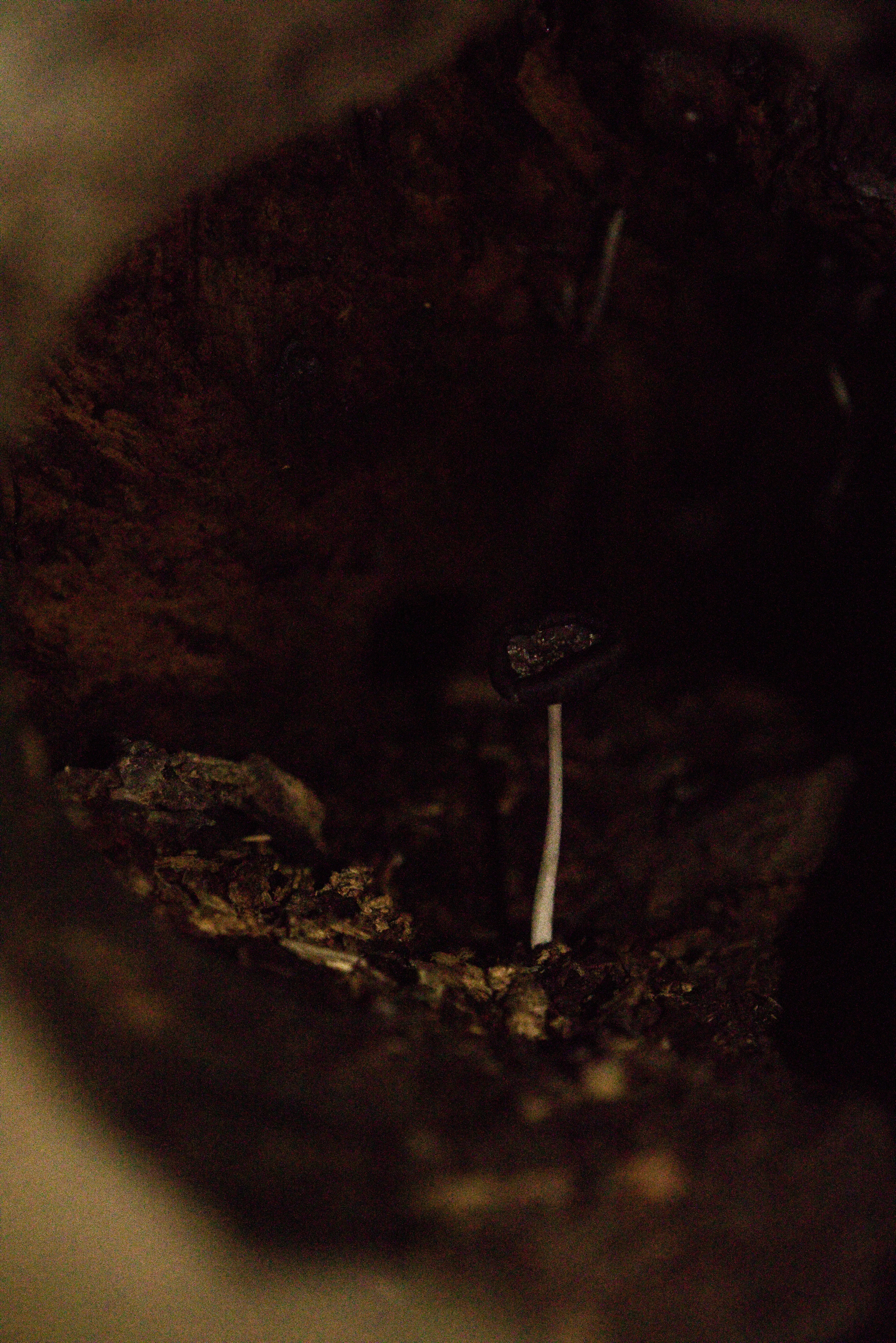 A mushroom growing in a hollowed out tree stump