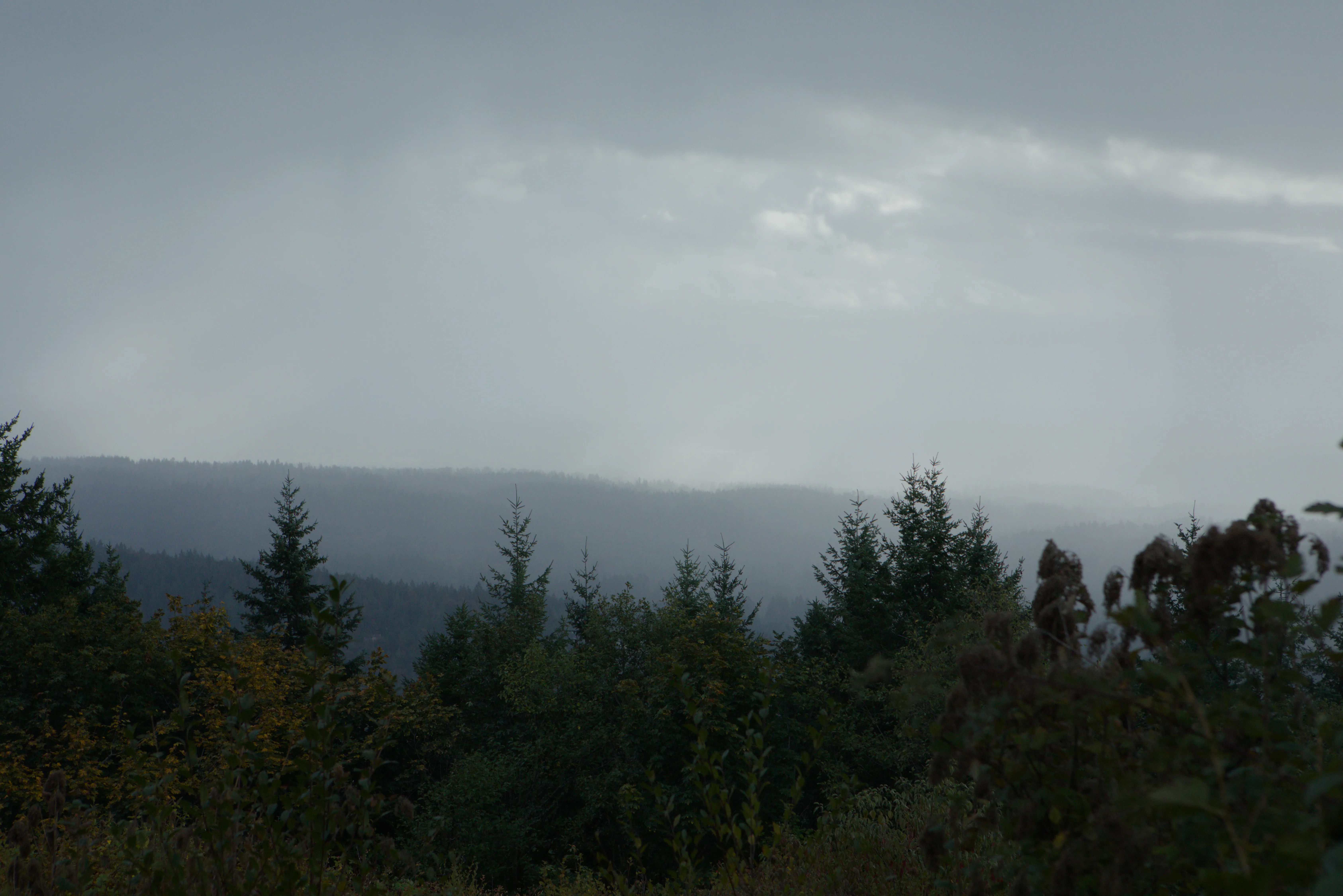 View of the grey fog from Tiger Mountain State Forest