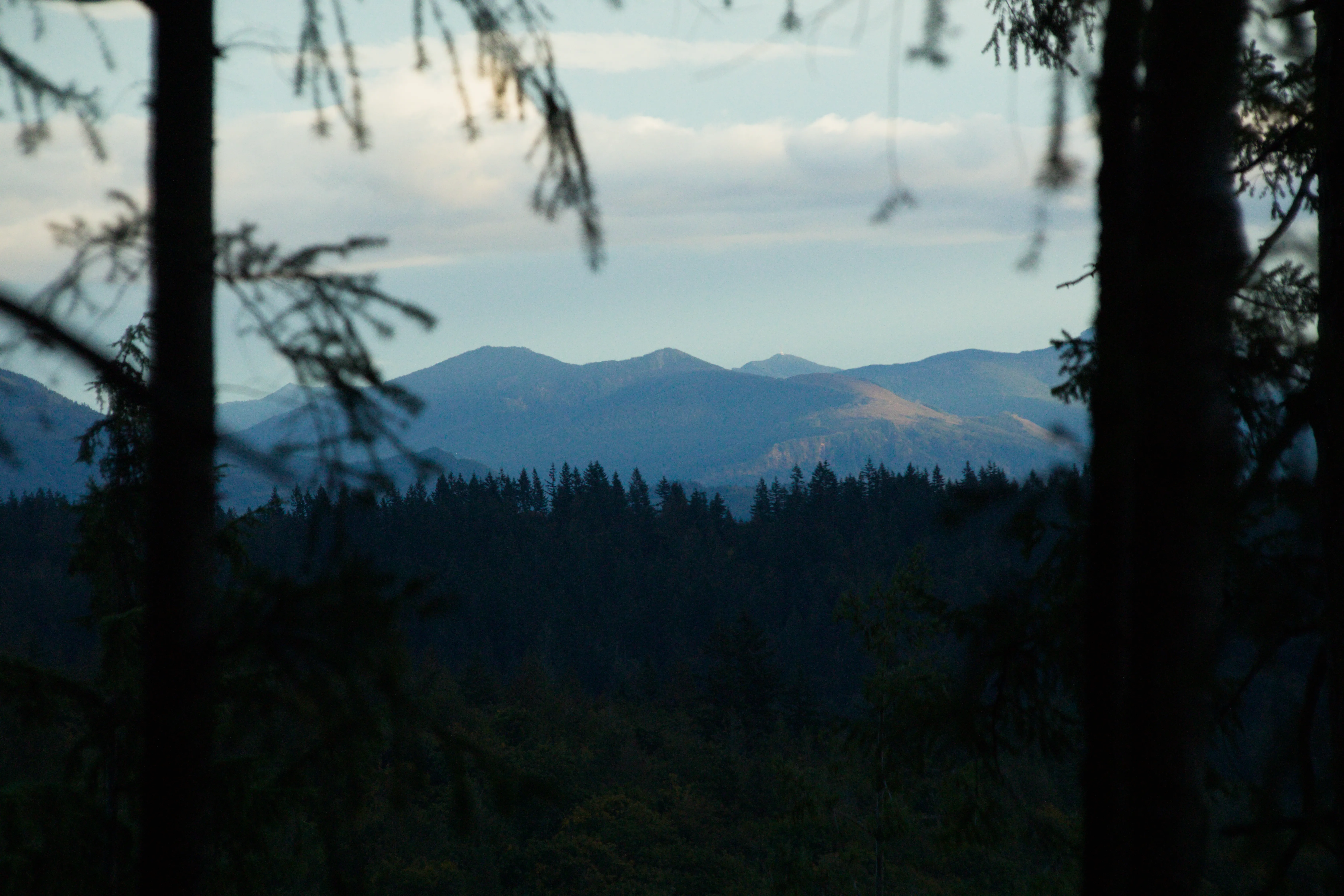 View out of the trees in Tiger Mountain State Forest