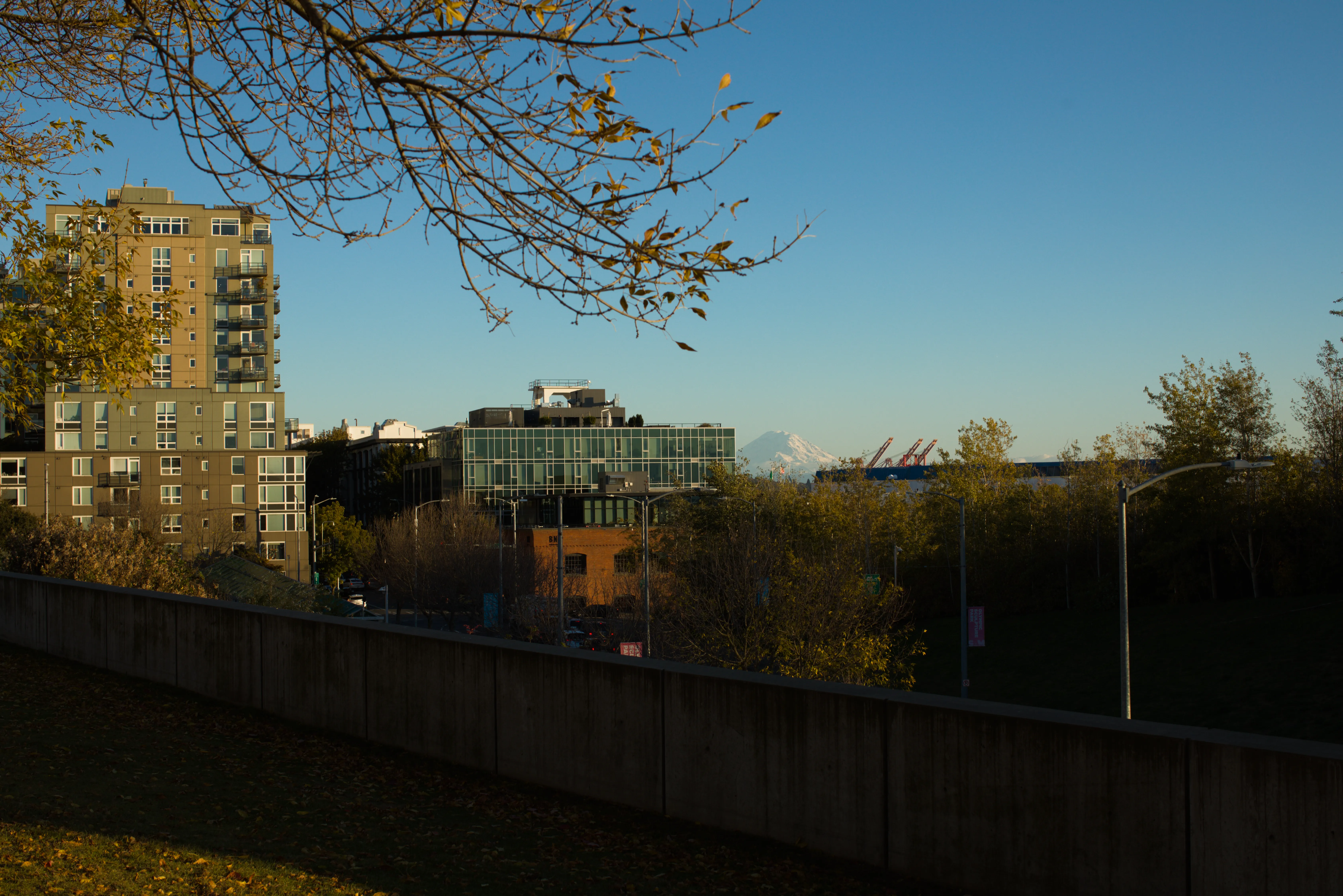 View of Mount Rainer past downtown seattle, as seen from Olympic Sculpture Park