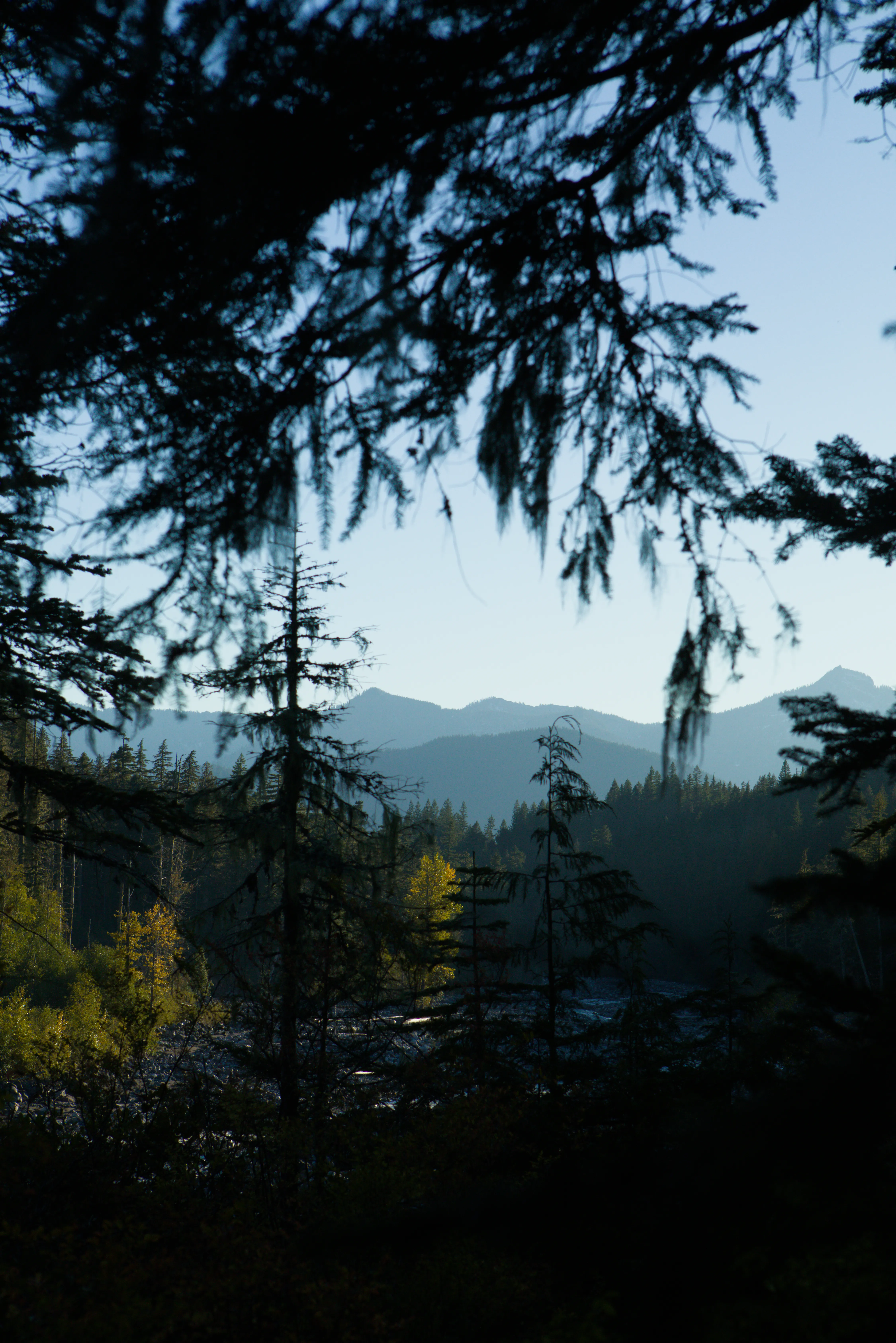 View out of the trees at Rainer National Park