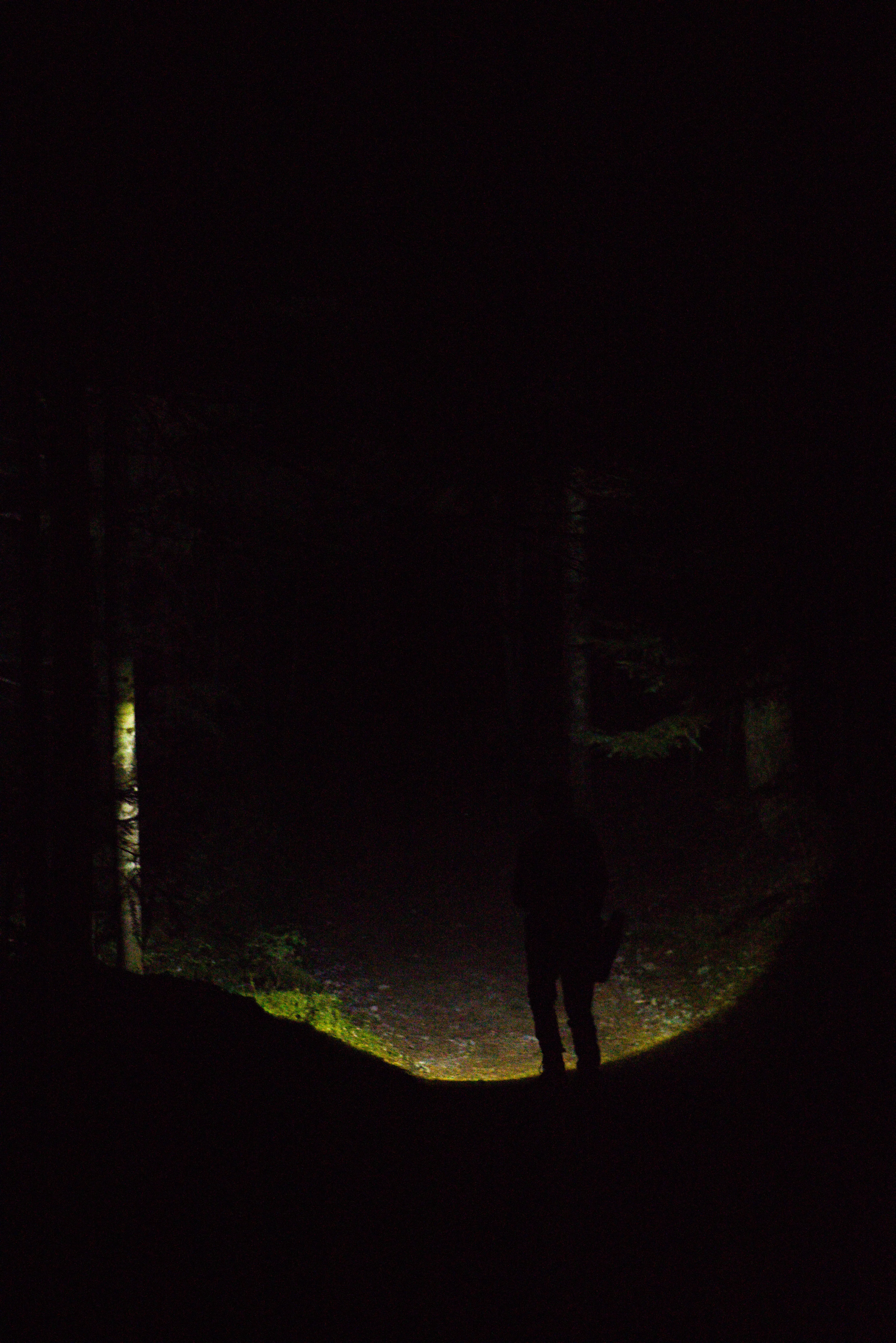 A silhouetted figure illuminating the forest in front of them