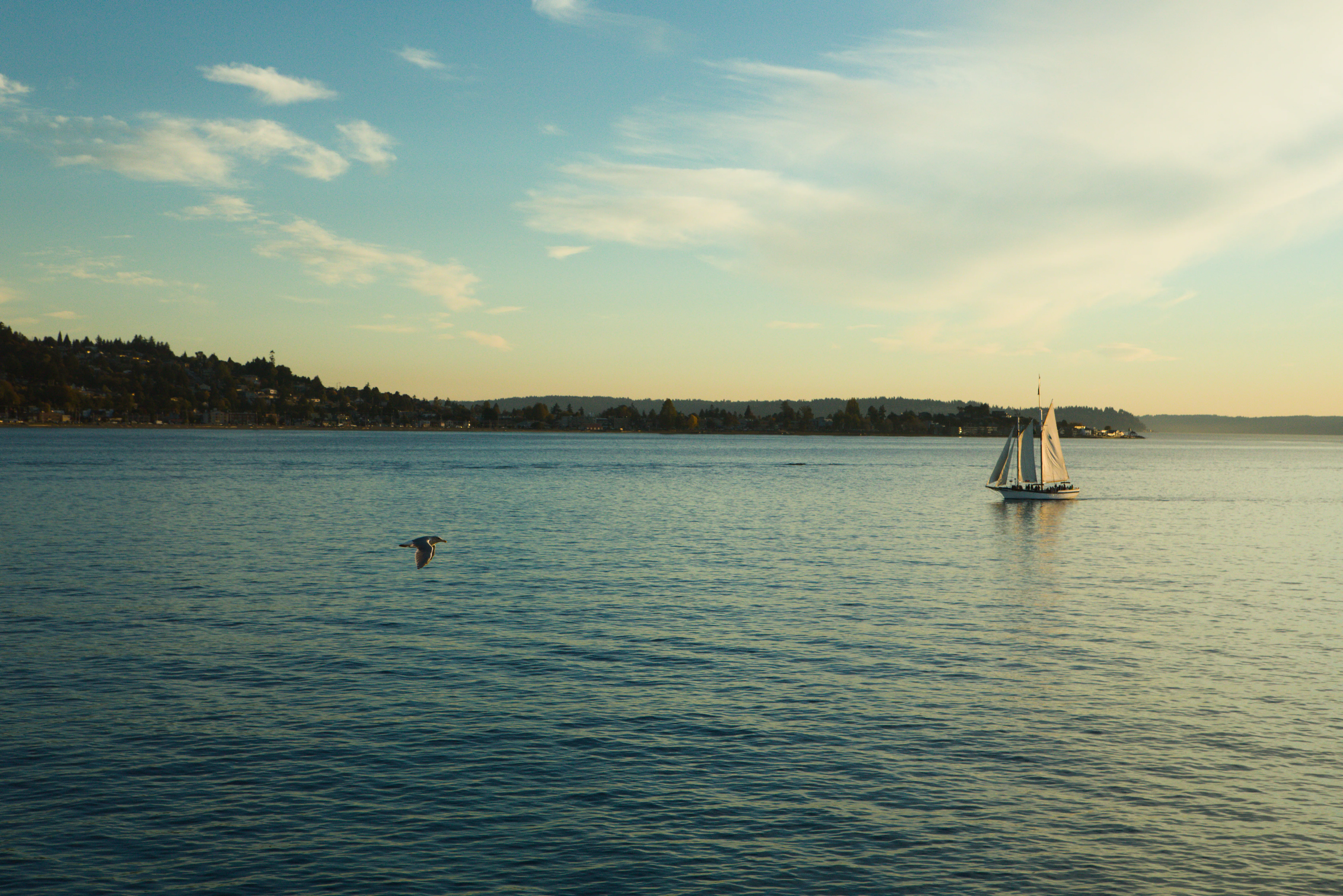 A bird and a sail boat in the Sound