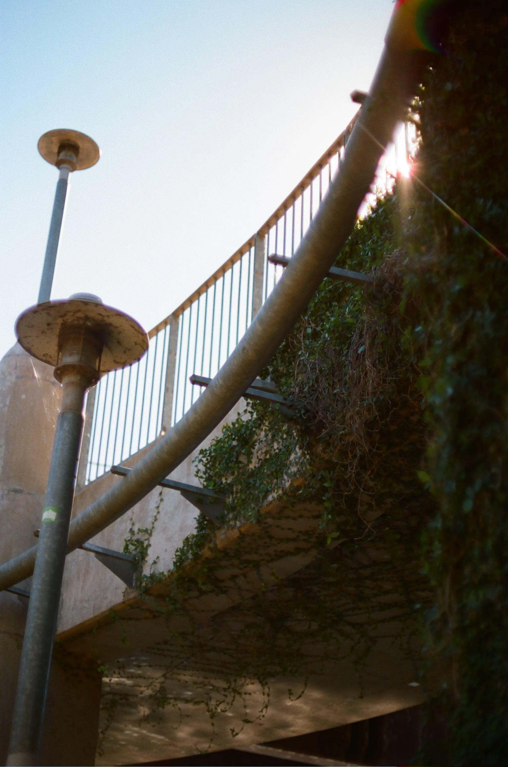 The ivy covered ramp to the Pfluger Pedestrian Bridge