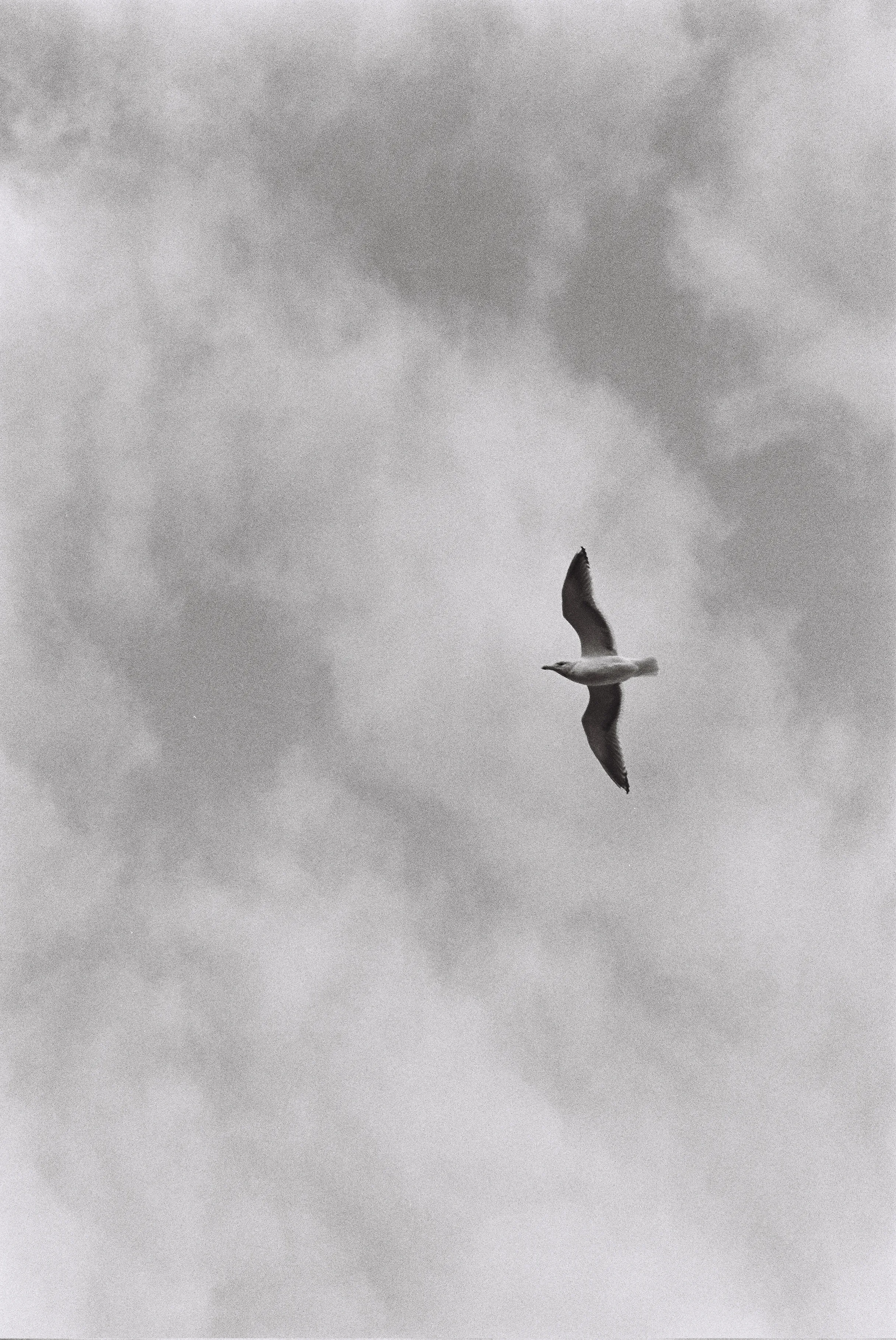 A seagull flys overhead
