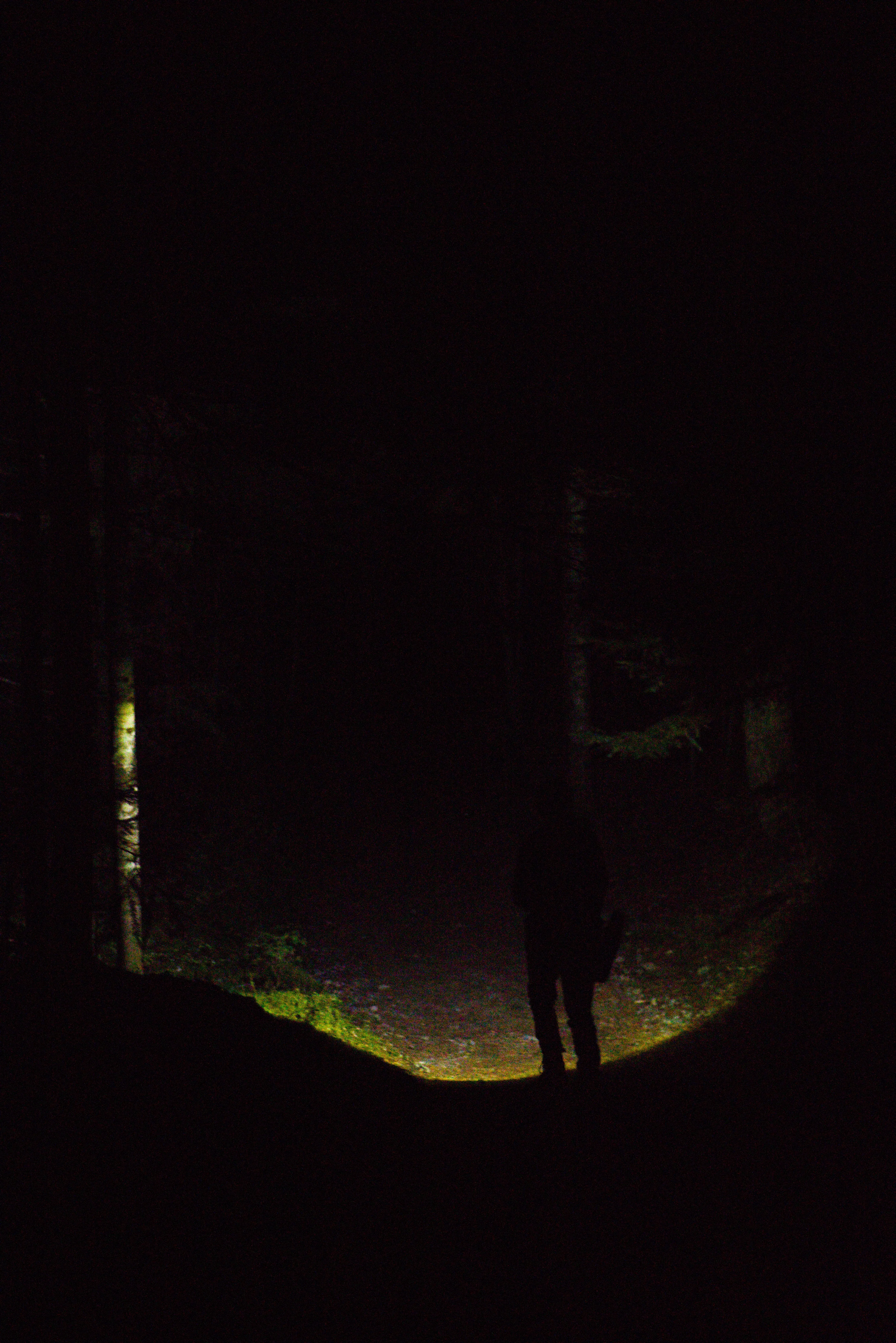 A silhouetted figure illuminating the forest in front of them