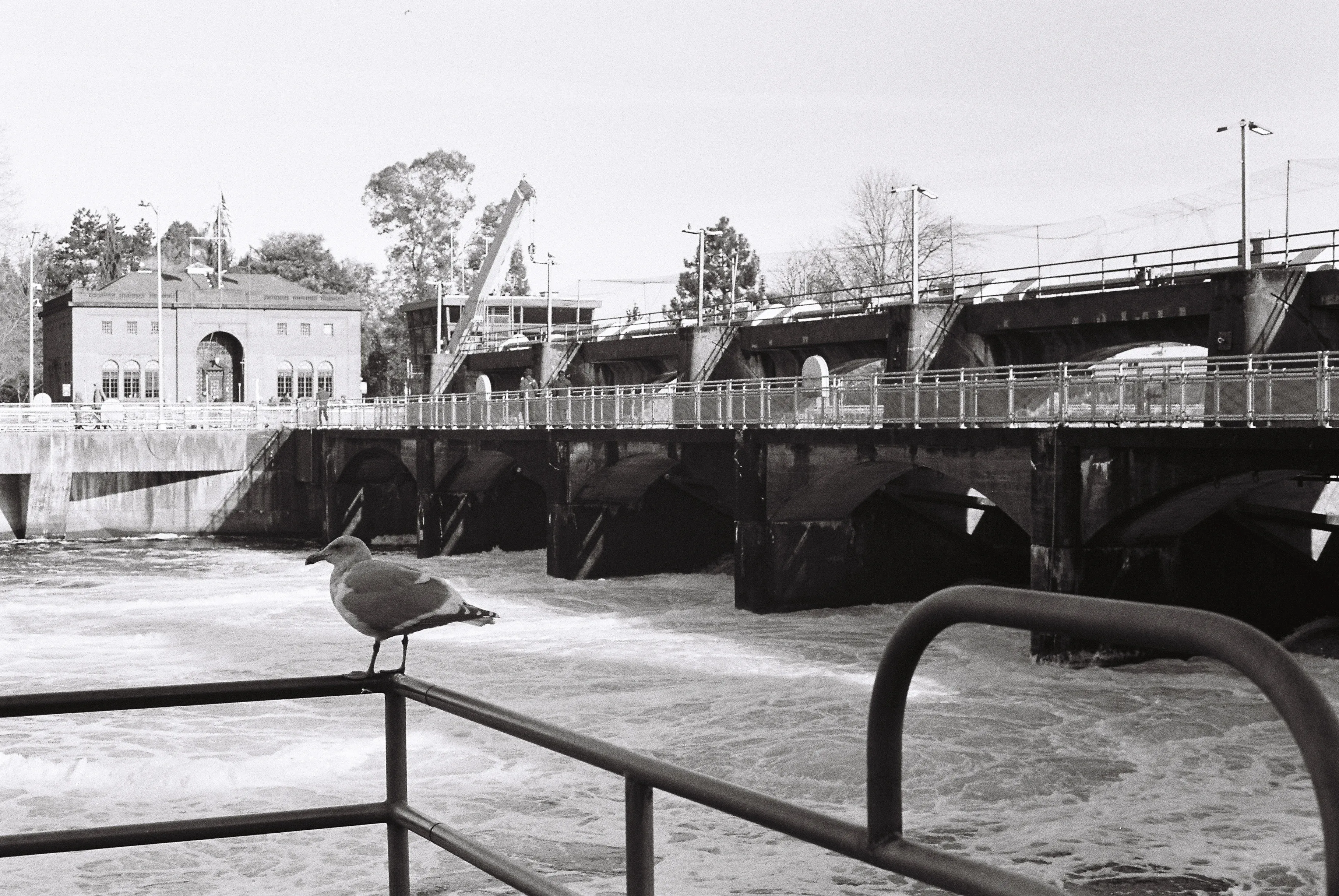 A seagull sits on a railing, at the Ballard Locks