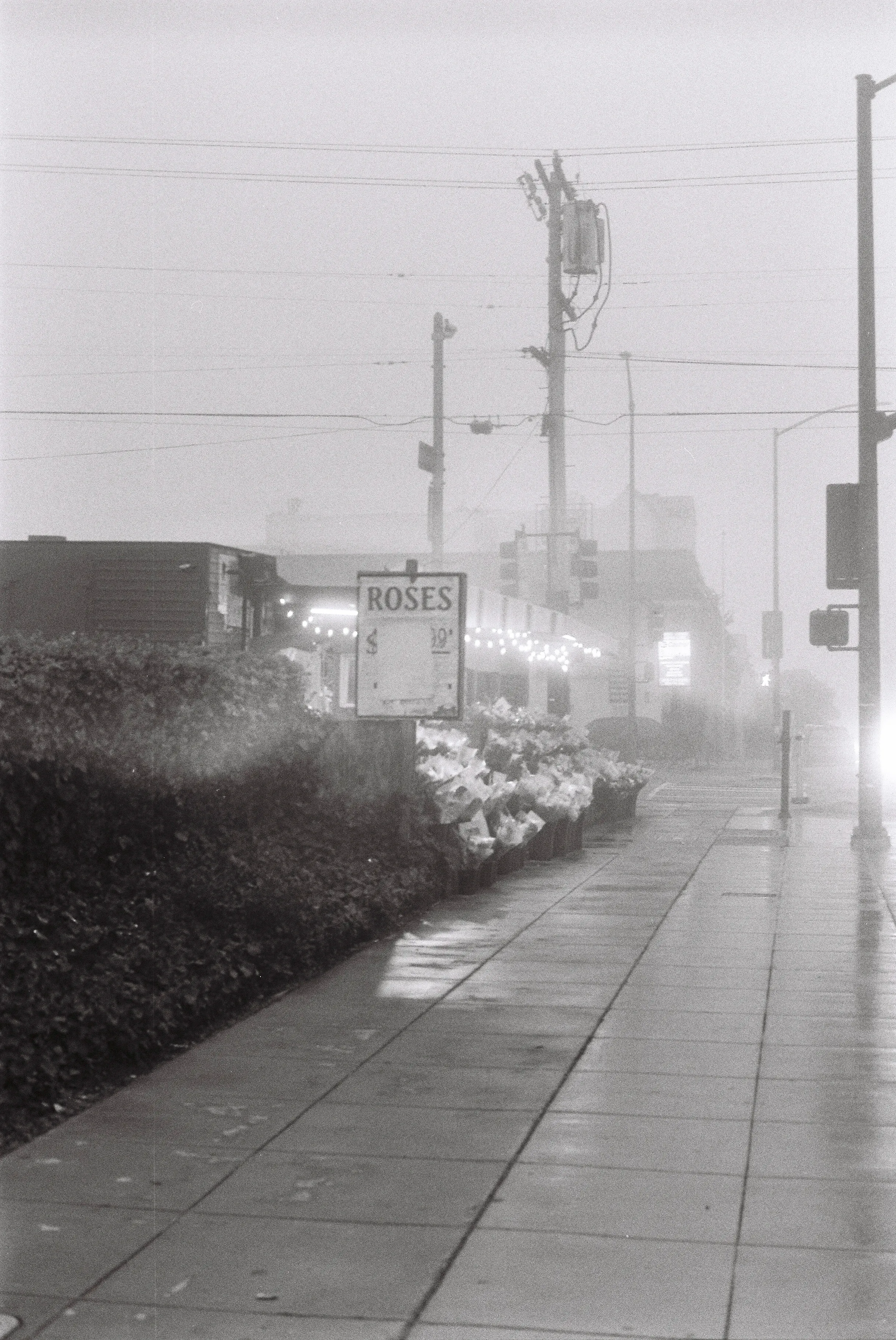 Flowers on a foggy day
