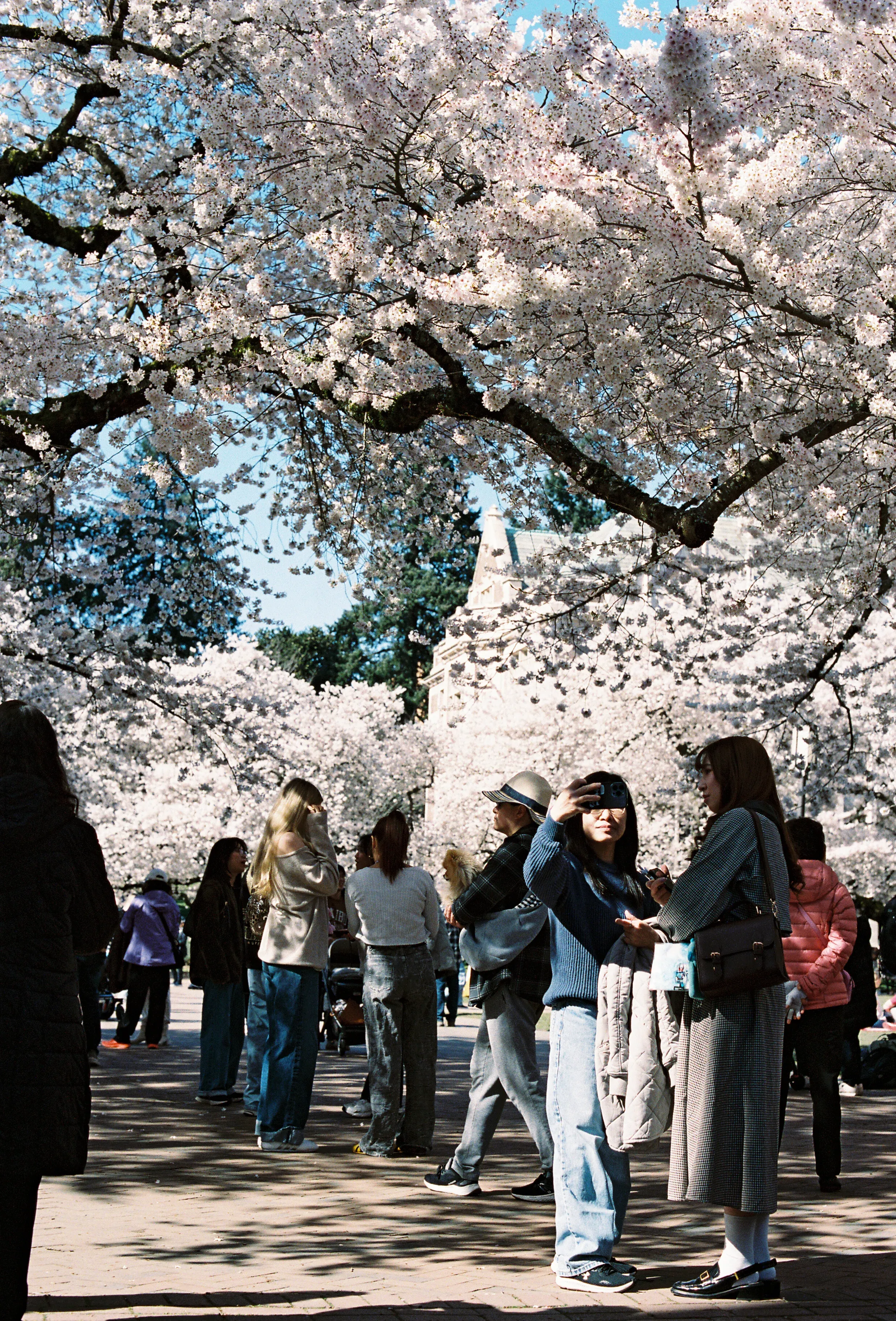 Cherry blossoms on the UW campus